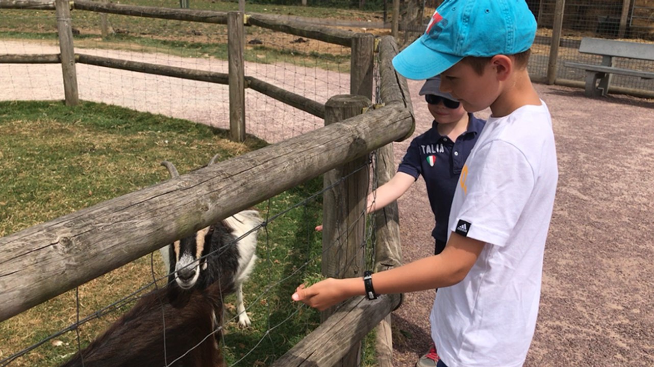 Les animaux normands