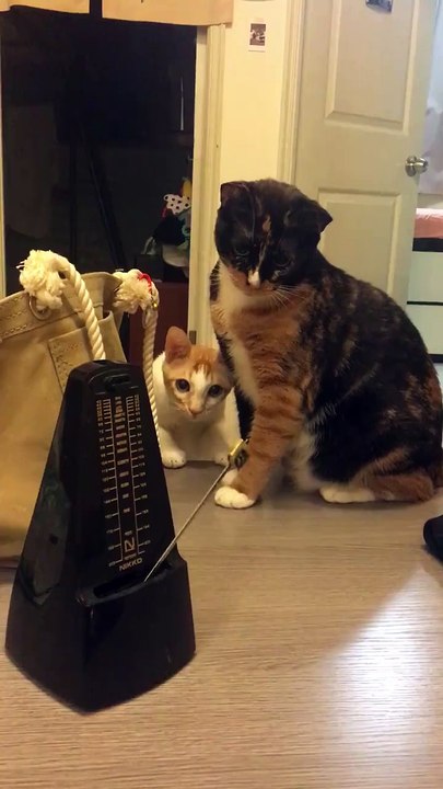 Cats vs Metronome funny video