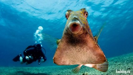 Животные приколы. Классная подборка животных. Смотреть всем!