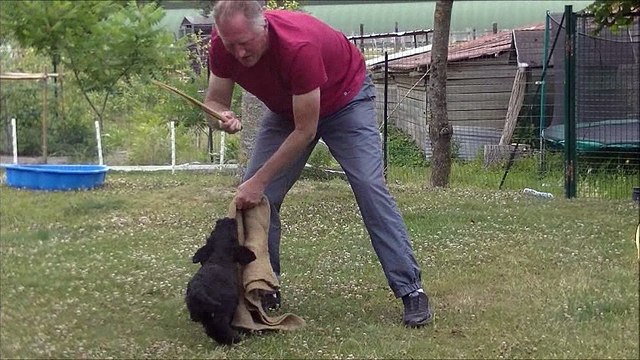 2017 : test mordant NEEKHOS de l'Aubade aux Bergers à 8 semaines