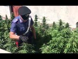 Roma - Marijuana, scoperta piantagione a Casal Bruciato (17.07.17)