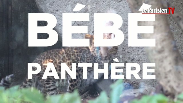 Jardin des plantes : le bébé panthère fait ses premiers pas