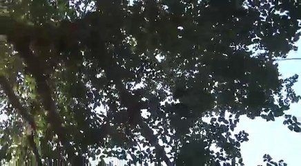 पक्षीयो का भी जीवन है, उनके भी परिवार है।सुनिये एक माँ की पुकार।Save The Birds