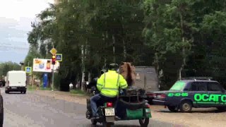 Mi copiloto el oso