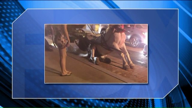 Photos of Carriage Horse Falling in Cleveland Prompts Investigation