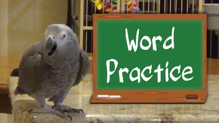 Studious parrot and his owner practice their animal sounds.