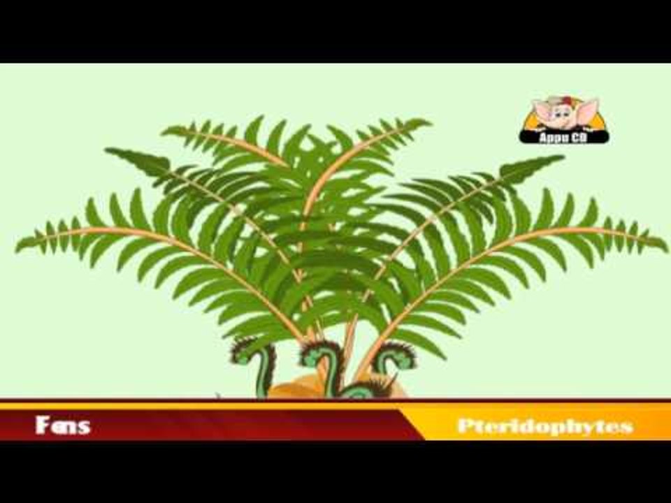 Learn About Plants - Pteridophytes