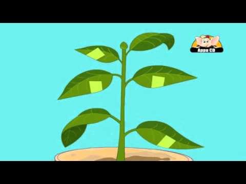 Learn About Plants - Photosynthesis Experiment 2