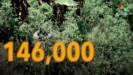 Colombian Coca Production up by 50%