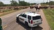 Hundreds of Cows Moo Relentlessly, Stop Traffic to Cross Road in Hidalgo County
