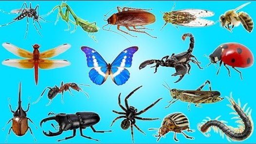 Insects and Bugs for Kids Learning | Insects & Bugs in Real Life