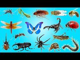 Insects and Bugs for Kids Learning | Insects & Bugs in Real Life | Education Learning Video
