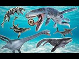 Learn Sea Animals Names and Sounds Marine Reptiles Real for Kids | Fun Toddler
