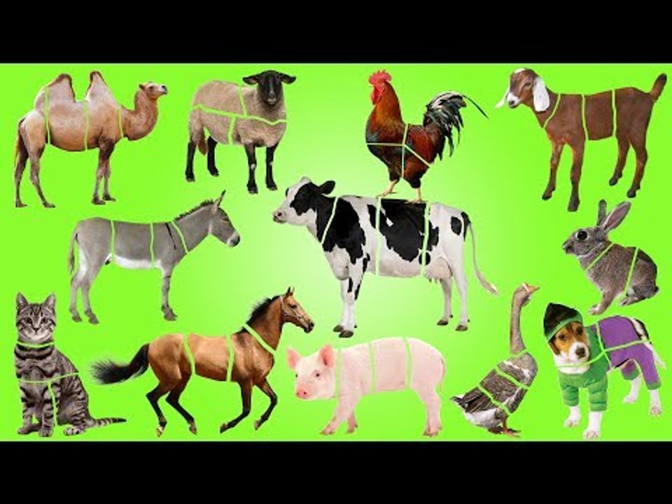 Farm Animals with Wrong Puzzles | Animals Farm for Kids | Fun Toddler Learn Animals