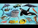 Learn Sea Animals NEW! 4D Sea Animals For Kids - Fun Toddler Learn Animals