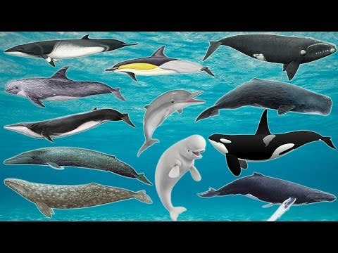 Learn Sea Animals | Whale and Dolphin Species | Real Life Sea Animals for Children