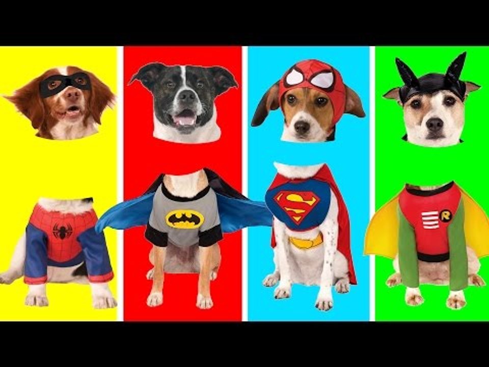 Funny Dogs with Wrong Heads | Funny Animals Video for Kids | Fun Toddler Learning