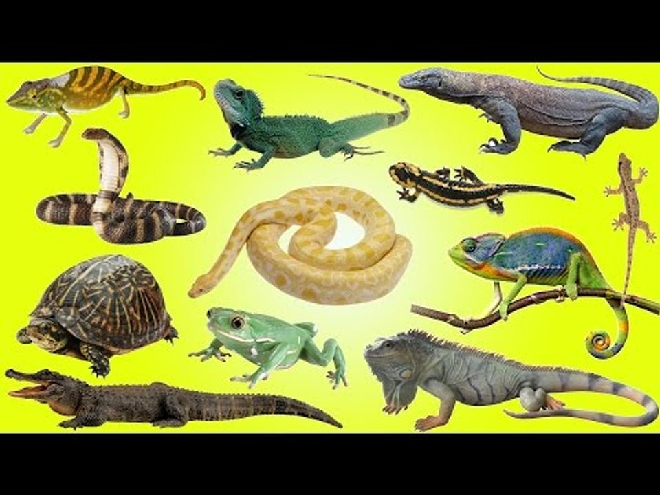 Learning About Reptiles | Snakes, Lizards, Crocodilians & Turtles in Real Life for Kids Adventure