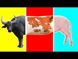 Wrong Body Head Farm Animals NEW | Nursery Rhymes Farm Animals | Learn Animals for Kids!