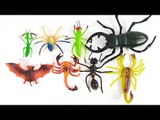 Learn Insects Names for Children | Toys to Real Life Animal for Kids | Fun Toddler Learn Animals
