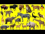 Learn Wild Animals NEW | African Animals For Kids - Fun Toddler Learn Animal