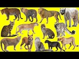 Animals for Kids | Big Cats Animals Names and Sounds | Fun Toddler Learn Animal