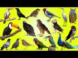 Learning About Birds | Learn Birds Name | Special Animals in Real Life for Kids Adventure