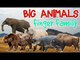 Big Animals Finger Family | Animals Nursery Rhymes for Children | Fun Toddler Learn Animal