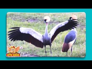 Black Crowned Crane - Fun Facts