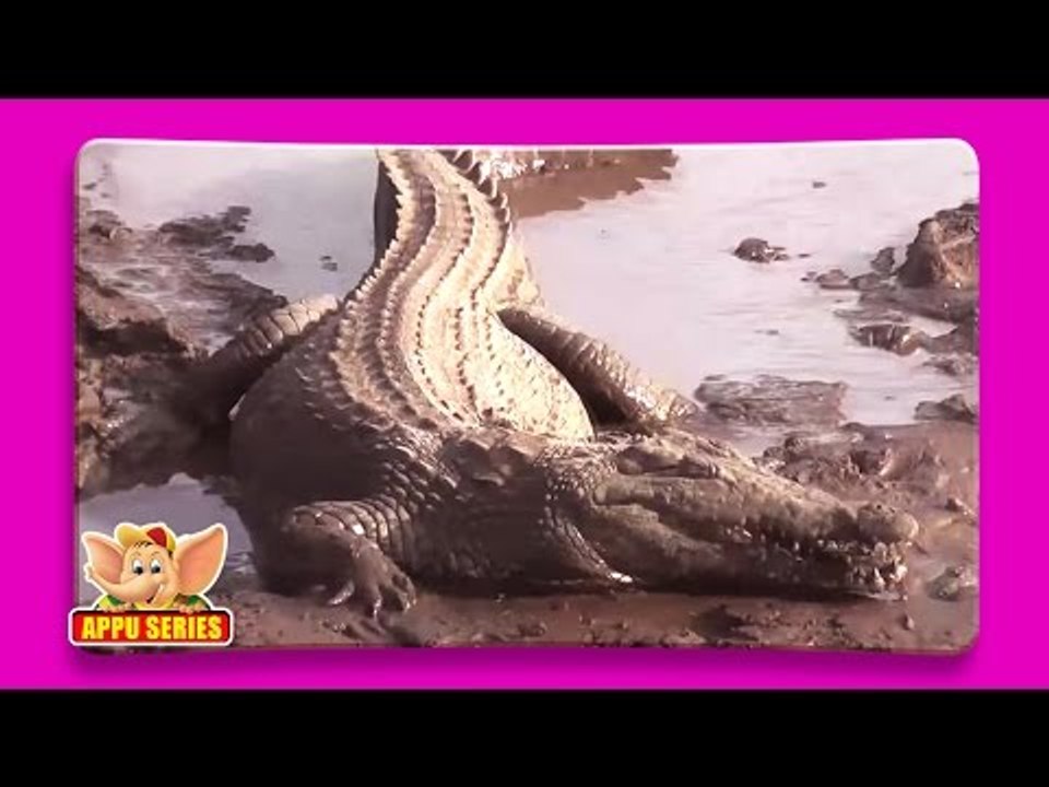 Crocodile - Fun Facts