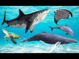 Learn Alphabet SUPER SIMPLE | Learning Sea Animals Names and Sounds for Kids | Fun Toddler