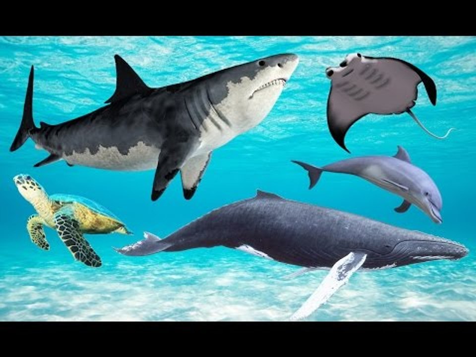 Learn Alphabet SUPER SIMPLE | Learning Sea Animals Names and Sounds for Kids | Fun Toddler