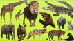 Kids at the Zoo | Animals at the Zoo | Learn Safari Wild ZOO Animals Names | Fun Toddler