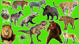 Learn Animals Names and Sounds | 4D Animals for Kids | Fun Toddler Learn Animal