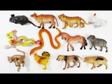 Learn Animals Names and Sounds With 12 Zodiac Toys | Real Life Animals for Kids