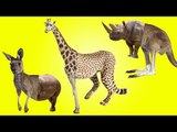 Wild Safari Animals with Wrong Body | Funny Animals Video for Kids | Fun Toddler Learn Animals