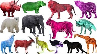 Learn Colors with Wild Animals | Wild Animals Names and Sounds | Education Video for Kids