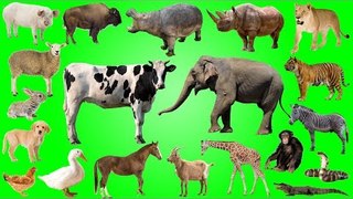 Learn Wild Animals and Farm Animals, Insects and Bugs for Kids | Best Animals for Kids Learning