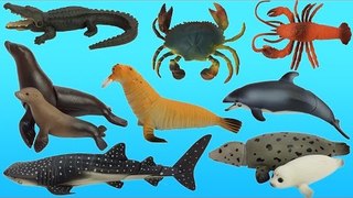 Sea Animals Toys | Play Fun Toys with Kinetic Sand and Real Sea Animals for Kids