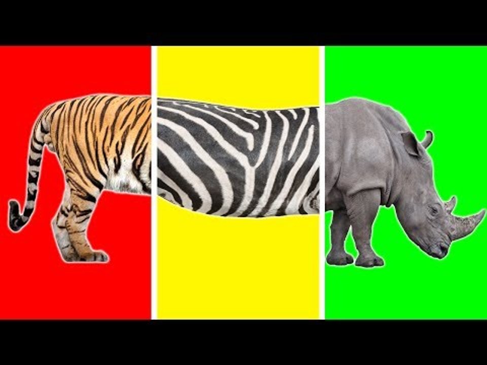 Wrong Heads Body with Wild Animals Funny Video for Kids - Learn Wild Animals