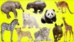 Wild Animals NEW | NEWBORN BABY ANIMALS WILD | Wild Animals Name and Sound - Kids Learning