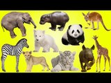 Wild Animals NEW | NEWBORN BABY ANIMALS WILD | Wild Animals Name and Sound - Kids Learning