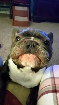 Increíble : perro imita de forma perfecta el ruido de los coches de carreras