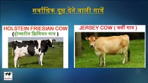 Les meilleures des vaches laitier Agriculture pour dans inde lancement commercial de ces ferme laitière de vaches et de devenir