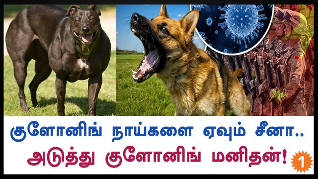 Chinese scientists made ‘super dog’, next genetically-modified human!-Oneindia Tamil