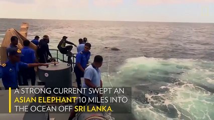 Elephant Rescued After Being Swept 10 Miles Out to Sea