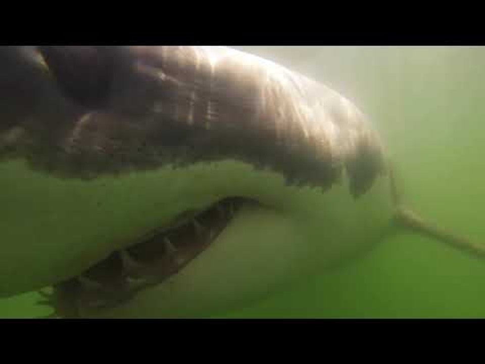 Curious Great White Shark Swims Right up to Camera