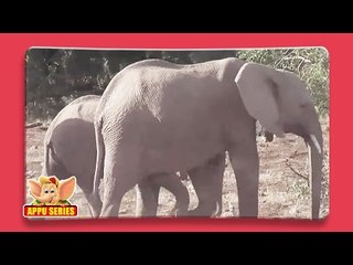 Elephant - Fun Facts