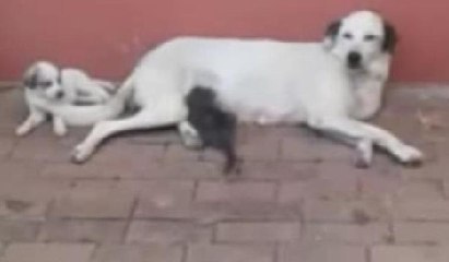 Anne köpek yavru kedinin süt annesi oldu