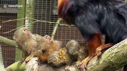 Monkey mother protects her babies